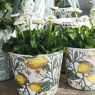 Two potted plants in decorative pots with lemon designs.