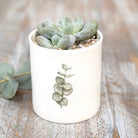 Small succulent plant in a white pot with eucalyptus design on a wooden surface
