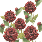 Faux red dahlias with green leaves on a white background